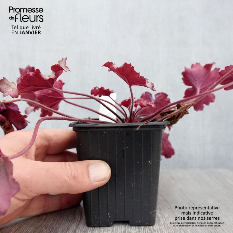Heuchera Little Cuties Sugar Berry Maceta de 8/9 cm Ejemplar entregado en invierno