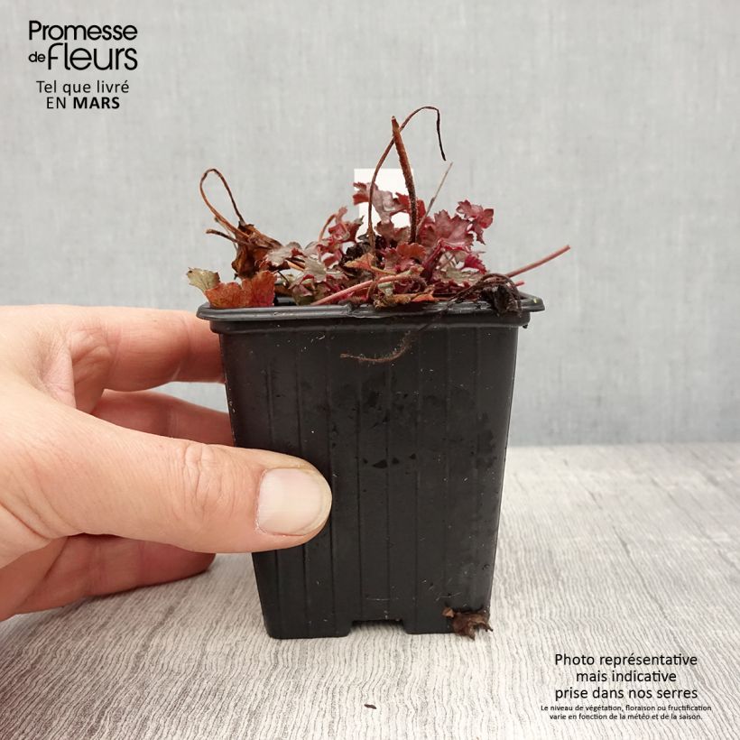 Heuchera Little Cuties Sugar Berry Maceta de 8/9 cm Ejemplar entregado en la primavera