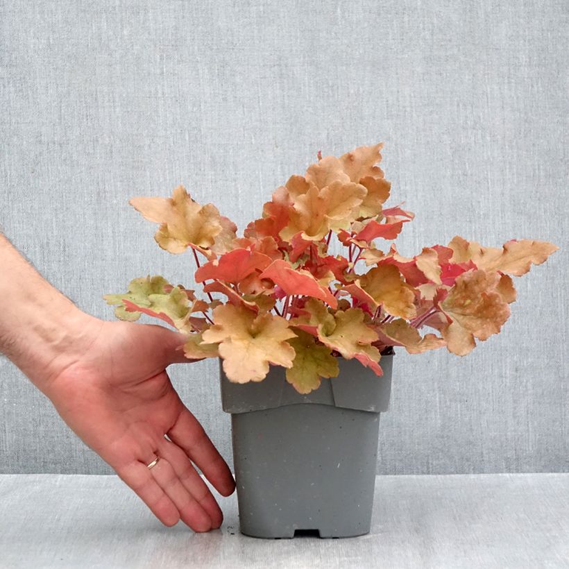 Ejemplar de Heuchera Marmelade Maceta 2L/3L entregado en otoño