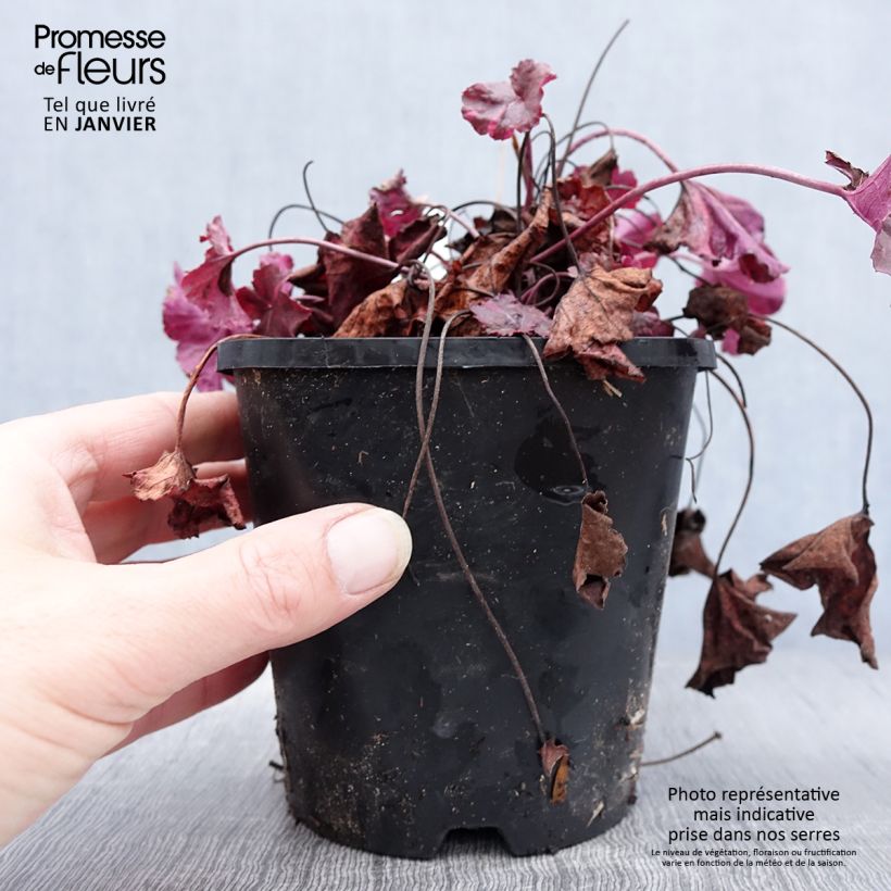 Heuchera Midnight Rose Maceta 1,5L/2L Ejemplar entregado en invierno