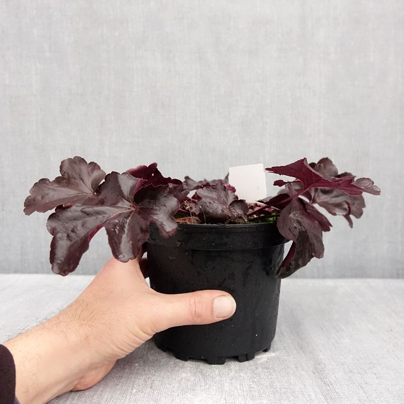 Ejemplar de Heuchera Obsisian Maceta 1,5L/2L entregado en otoño