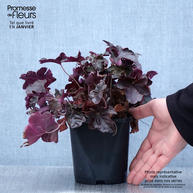 Heuchera Obsisian Maceta 1,5L/2L Ejemplar entregado en invierno