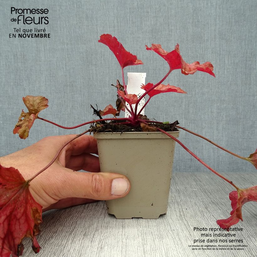 Ejemplar de Heuchera Paprika Maceta de 8/9 cm entregado en otoño