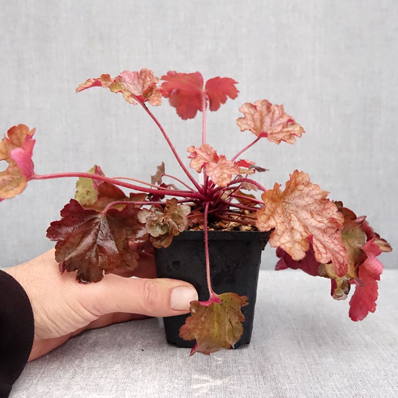 Ejemplar de Heuchera Peach flambé Maceta de 8/9 cm entregado en otoño