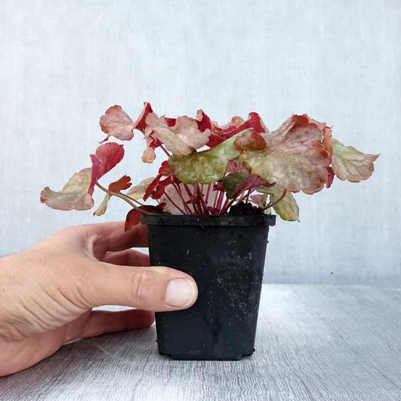 Ejemplar de Heuchera Pinot Gris Maceta de 8/9 cm entregado en otoño
