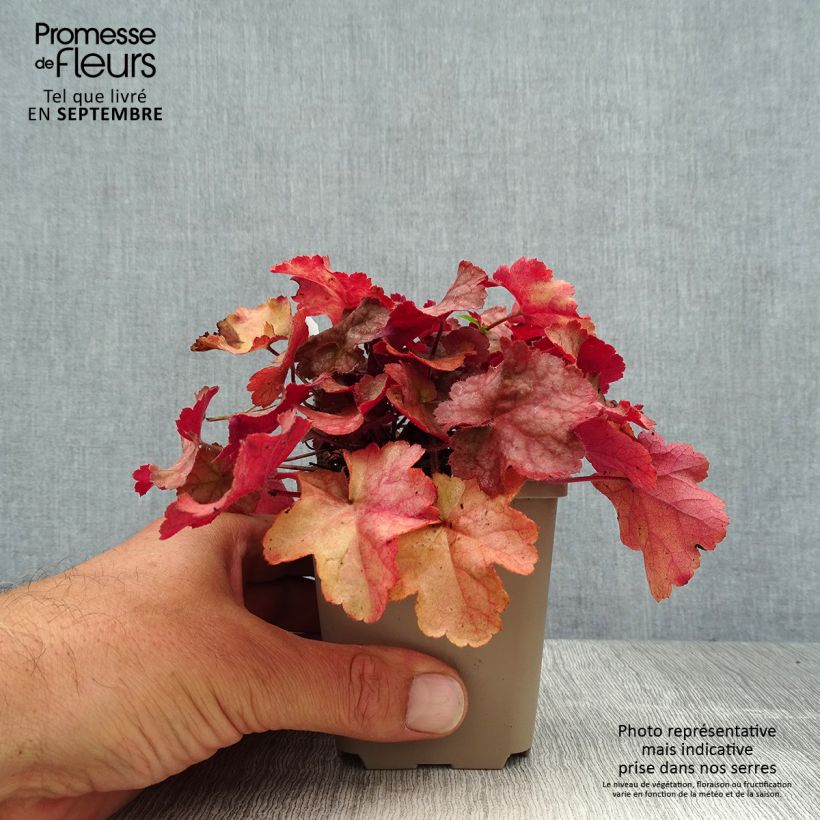 Ejemplar de Heuchera Pinot Gris Maceta de 8/9 cm entregado en verano
