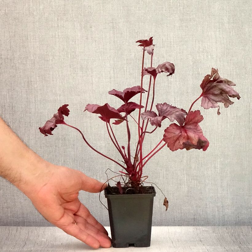 Ejemplar de Heuchera Plum Royale Maceta de 8/9 cm entregado en verano