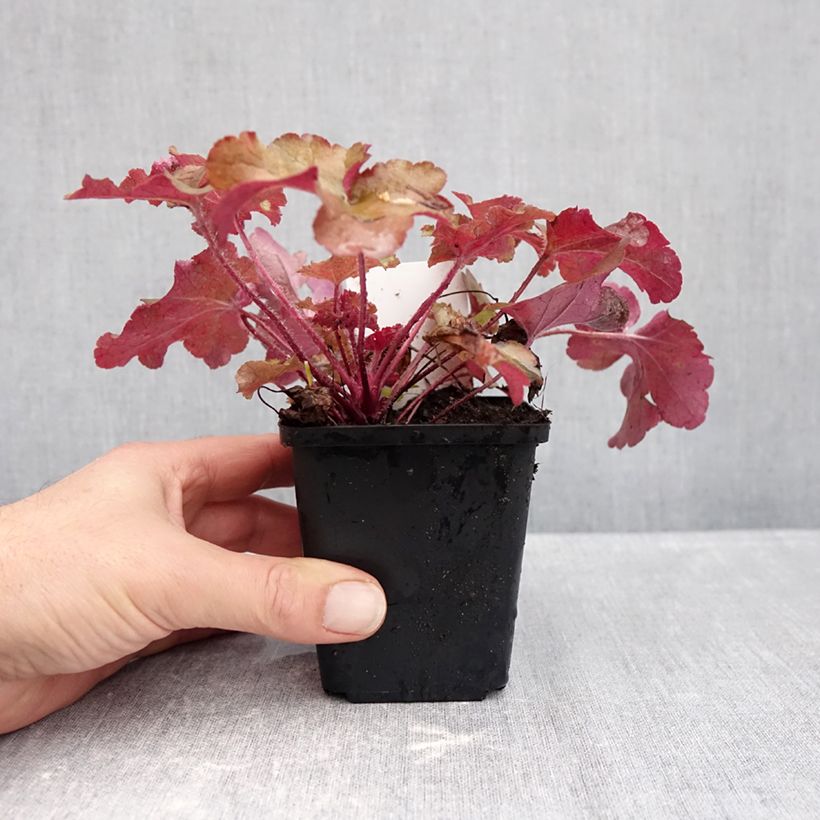 Ejemplar de Heuchera Red Sea Maceta de 8/9 cm entregado en otoño