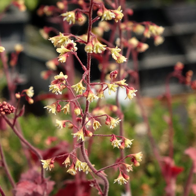 Heuchera Root Beer (Floración)