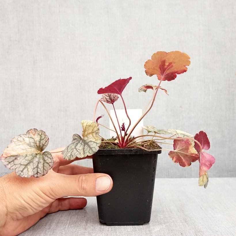 Ejemplar de Heuchera Silver Scrolls Maceta de 8/9 cm entregado en otoño