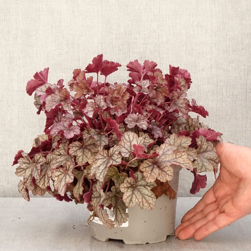 Heuchera Silver Scrolls Maceta 2L/3L Ejemplar entregado en la primavera