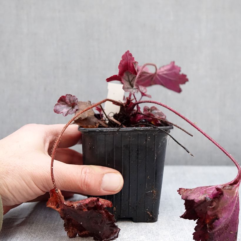 Heuchera Spellbound Maceta de 8/9 cm Ejemplar entregado en invierno