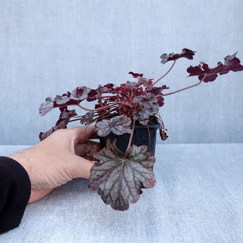 Ejemplar de Heuchera Timeless Treasure Maceta de 8/9 cm entregado en otoño