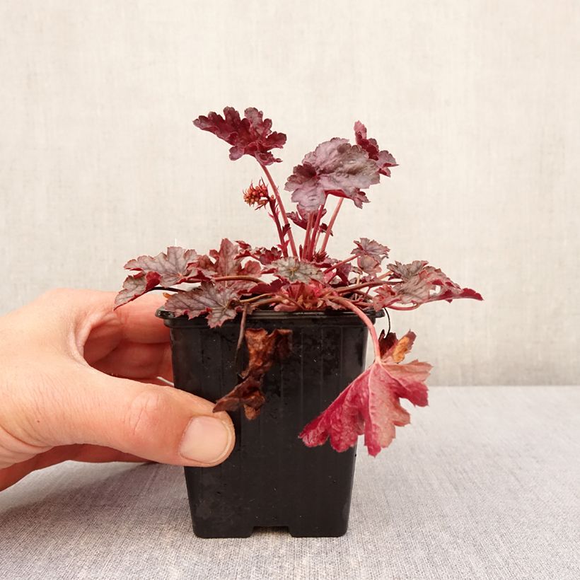 Heuchera Timeless Treasure Maceta de 8/9 cm Ejemplar entregado en la primavera