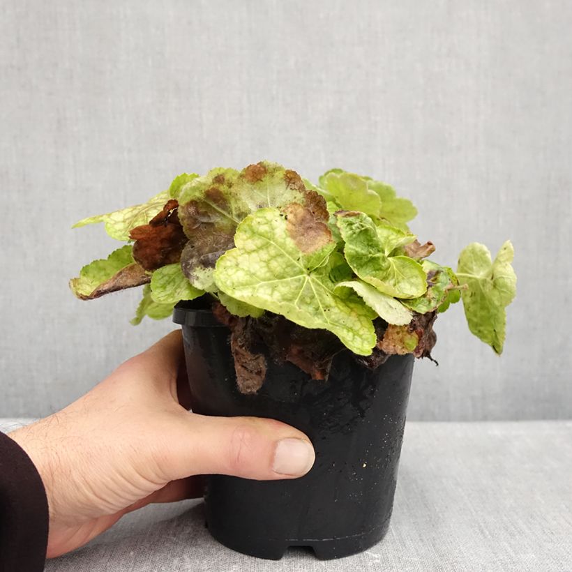 Ejemplar de Heuchera Tiramisu Maceta 1,5L/2L entregado en otoño