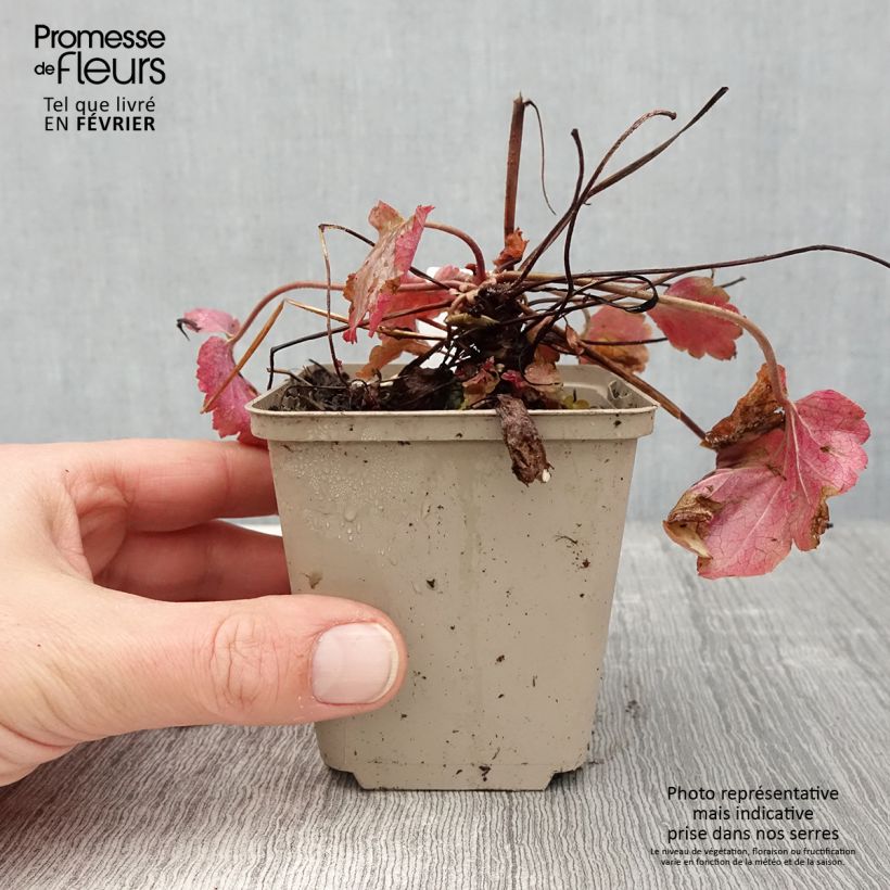 Heuchera Vienna Maceta de 8/9 cm Ejemplar entregado en invierno