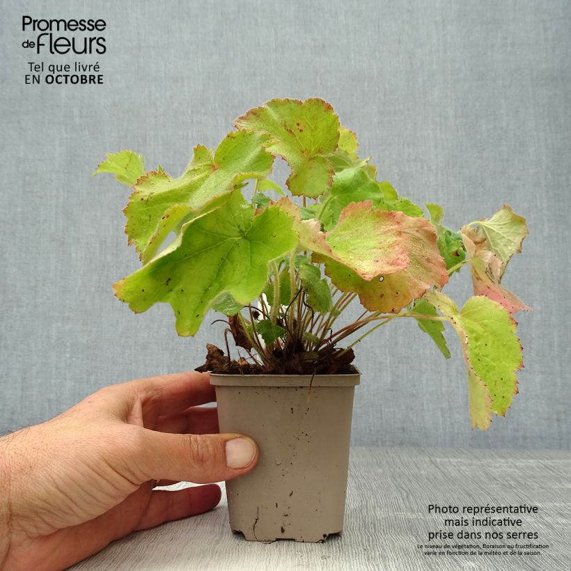 Ejemplar de Heuchera villosa var macrorrhiza Maceta de 8/9 cm entregado en otoño