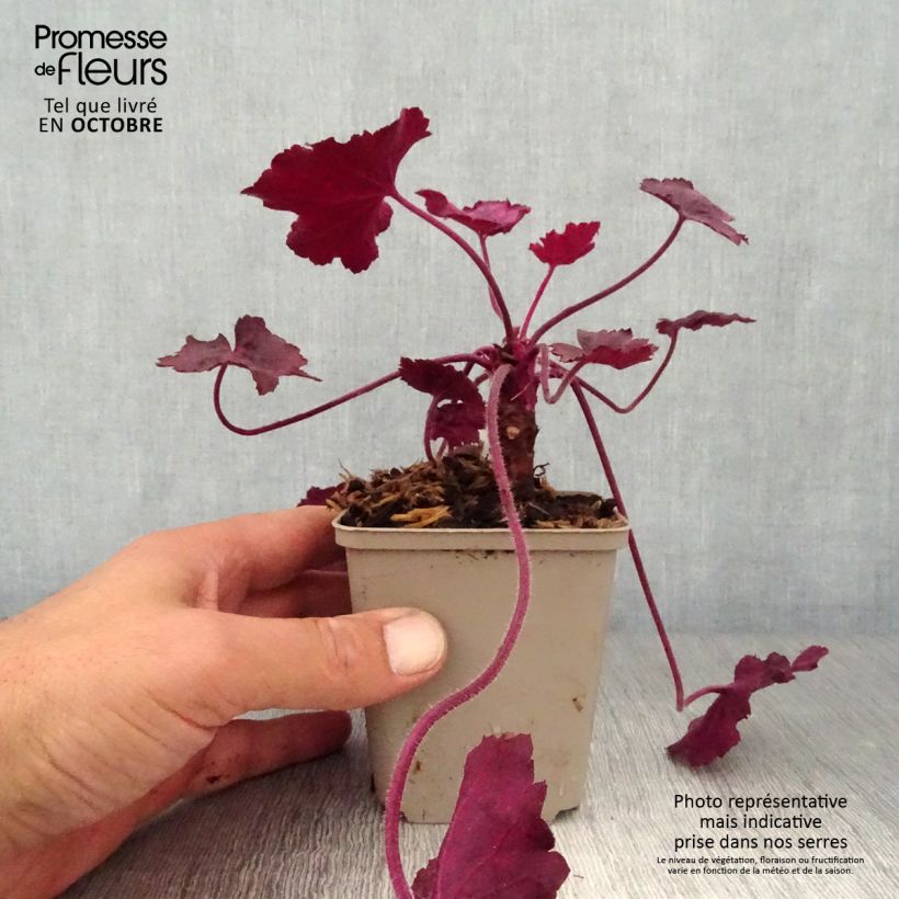 Ejemplar de Heuchera Wild Rose Maceta de 8/9 cm entregado en otoño