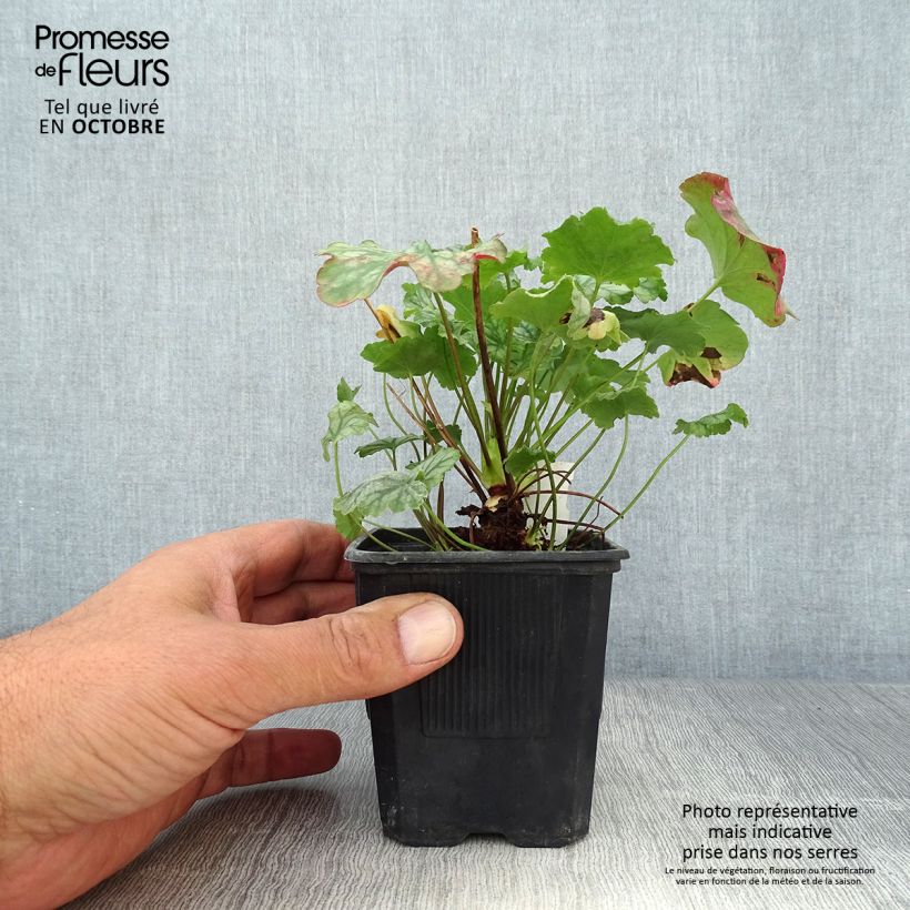 Ejemplar de Heuchera Paris Maceta de 8/9 cm entregado en otoño