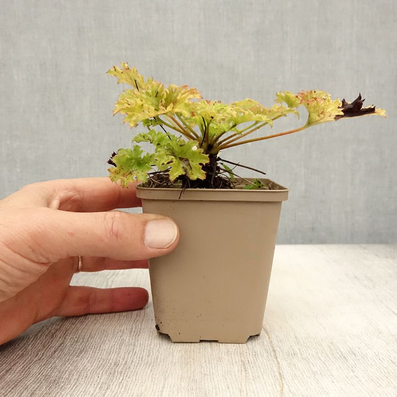 Ejemplar de Heuchera Pear Crisp Maceta de 8/9 cm entregado en otoño