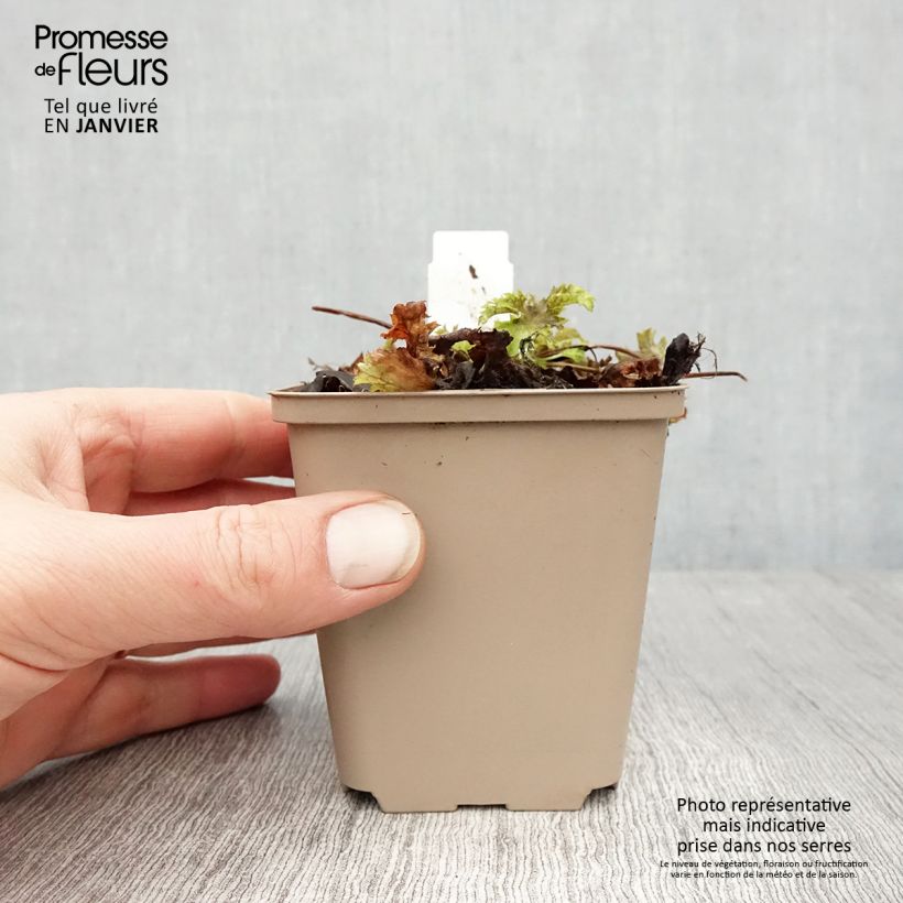 Heuchera Pear Crisp Maceta de 8/9 cm Ejemplar entregado en invierno