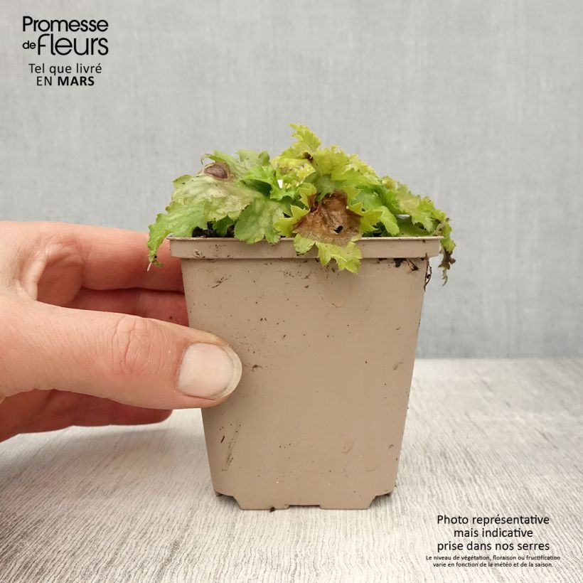 Heuchera Pear Crisp Maceta de 8/9 cm Ejemplar entregado en la primavera