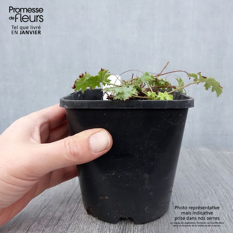 Heuchera Pear Crisp Maceta 1,5L/2L Ejemplar entregado en invierno