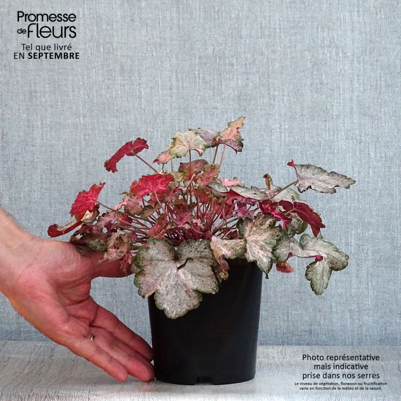 Ejemplar de Heuchera Pinky Panky Maceta 1,5L/2L entregado en verano