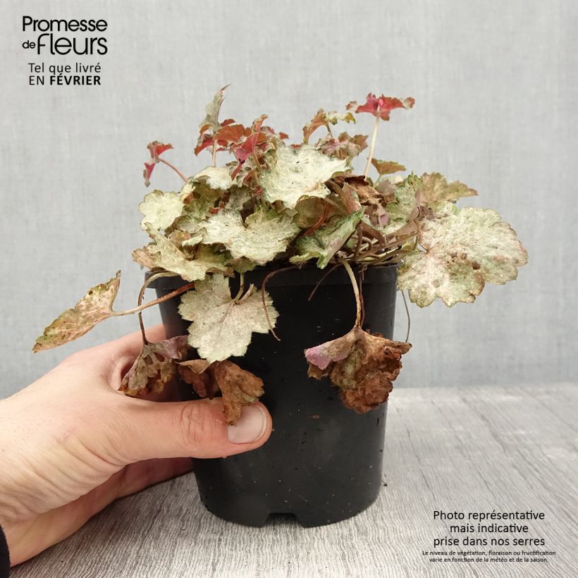 Heuchera Pinky Panky Maceta 1,5L/2L Ejemplar entregado en invierno