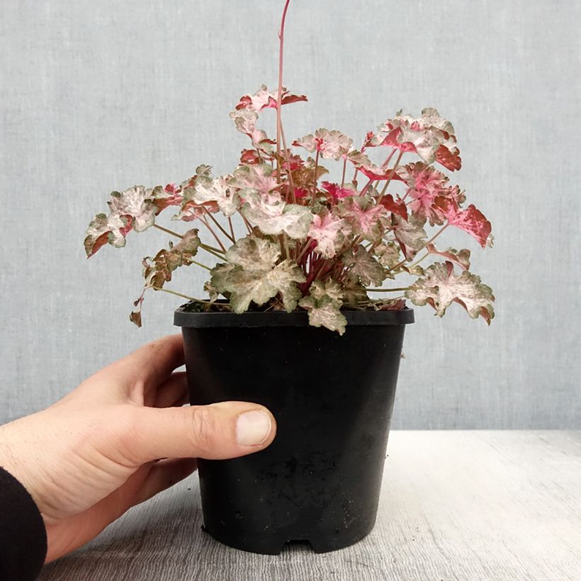 Heuchera Pinky Panky Maceta 1,5L/2L Ejemplar entregado en la primavera