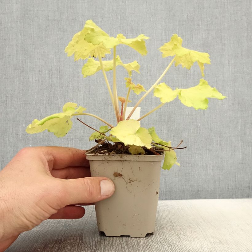 Heuchera Pretty Pistachio Maceta de 8/9 cm Ejemplar entregado en la primavera