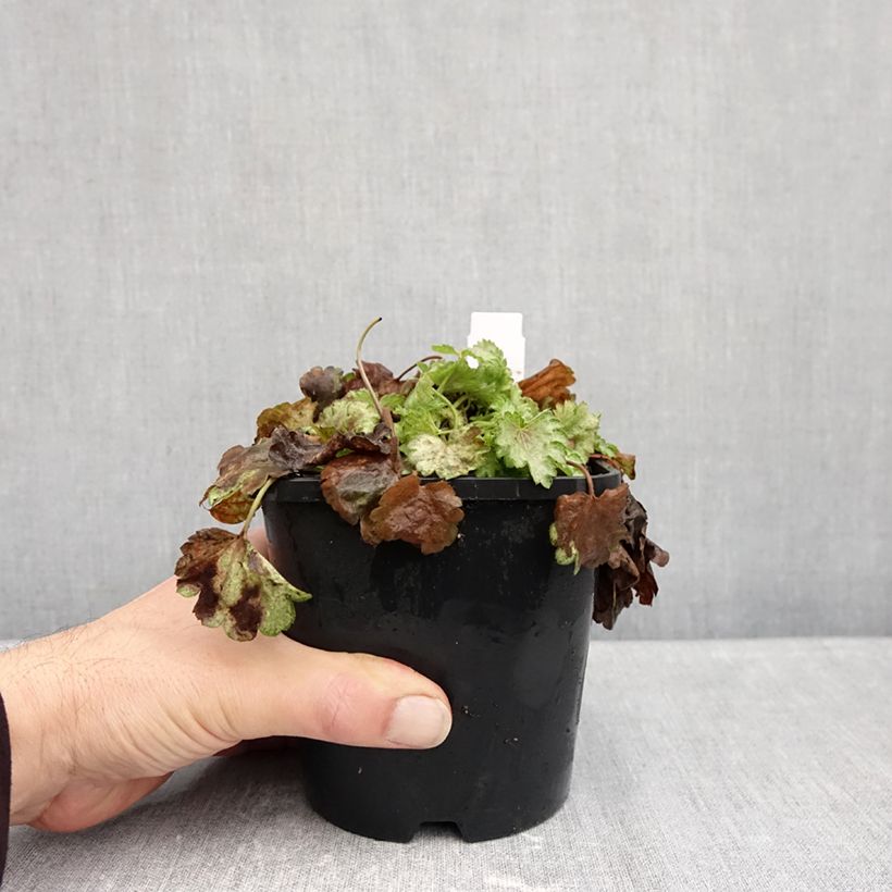 Ejemplar de Heuchera Snowy Panky Maceta 1,5L/2L entregado en otoño