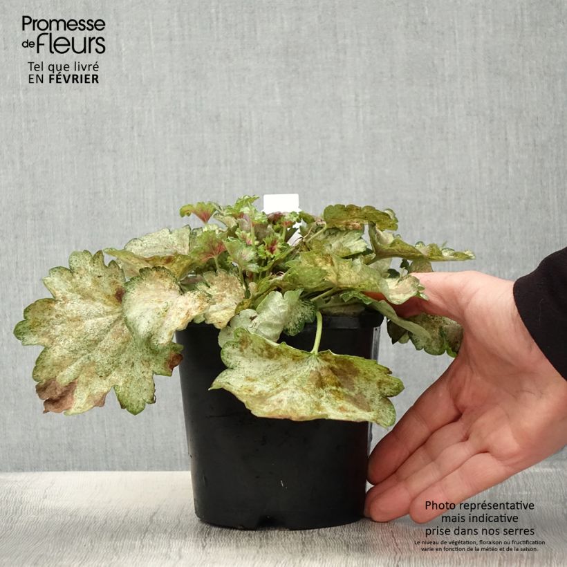 Heuchera Snowy Panky Maceta 1,5L/2L Ejemplar entregado en invierno