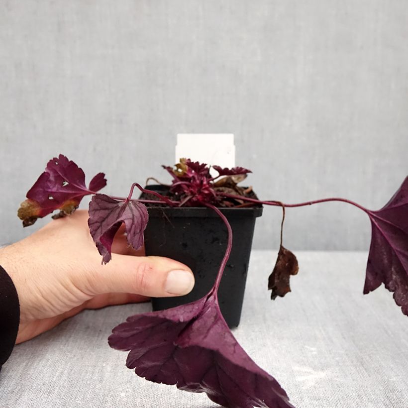 Ejemplar de Heuchera Dolce Wildberry Maceta de 8/9 cm entregado en otoño