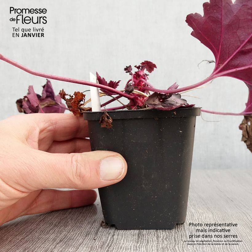 Heuchera Dolce Wildberry Maceta de 8/9 cm Ejemplar entregado en invierno