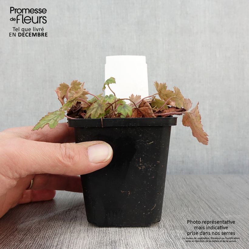 Ejemplar de Heucherella alba Bridget Bloom Maceta de 8/9 cm entregado en otoño