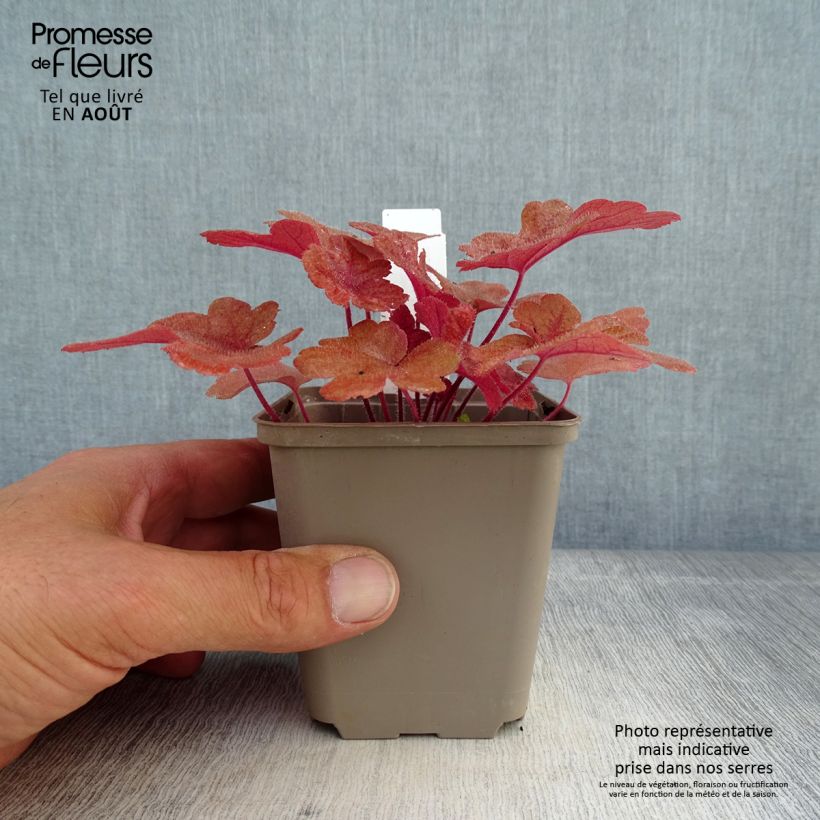 Ejemplar de Heucherella Buttered Rum Maceta de 8/9 cm entregado en verano