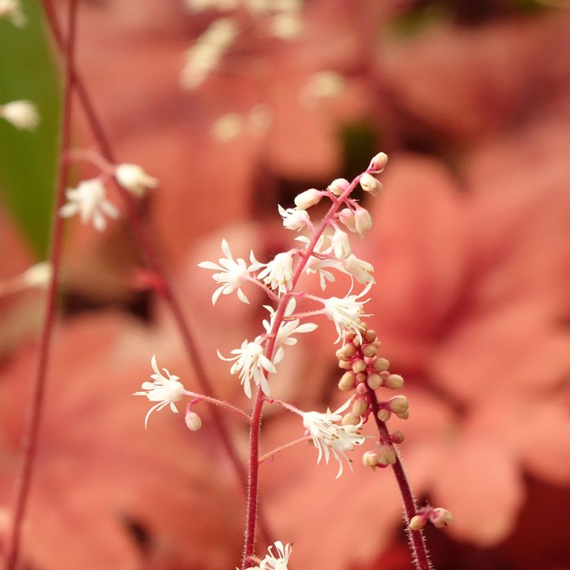Heucherella Buttered Rum (Floración)