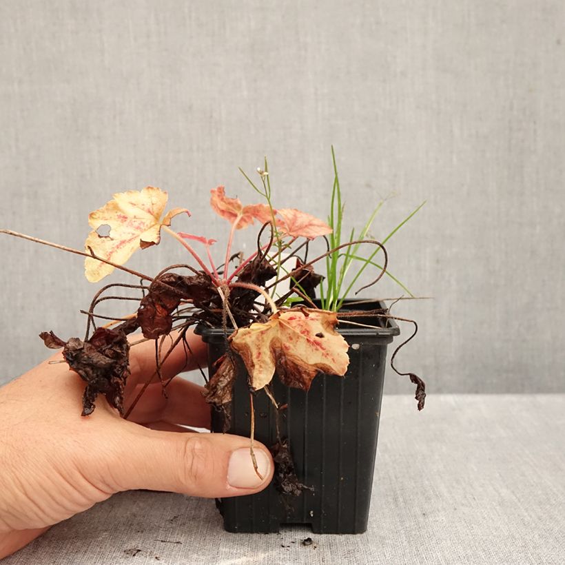 Ejemplar de Heucherella Copper Cascade Maceta de 8/9 cm entregado en otoño