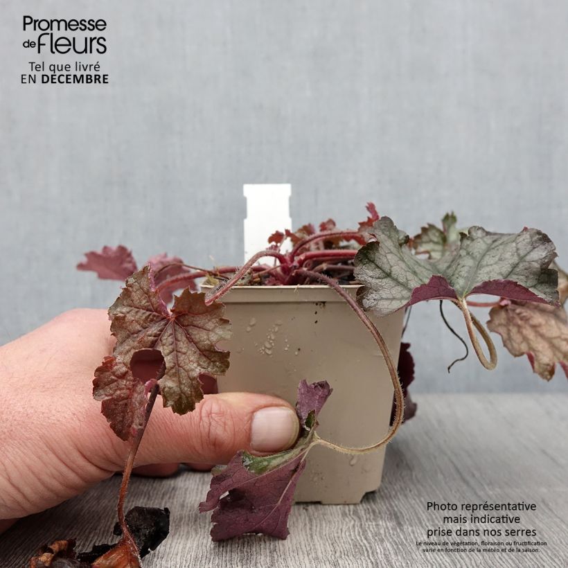 Ejemplar de Heucherella Cracked Ice Maceta de 8/9 cm entregado en otoño