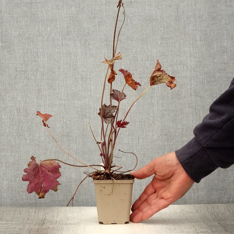 Ejemplar de Heucherella Cracked Ice Maceta de 8/9 cm entregado en verano
