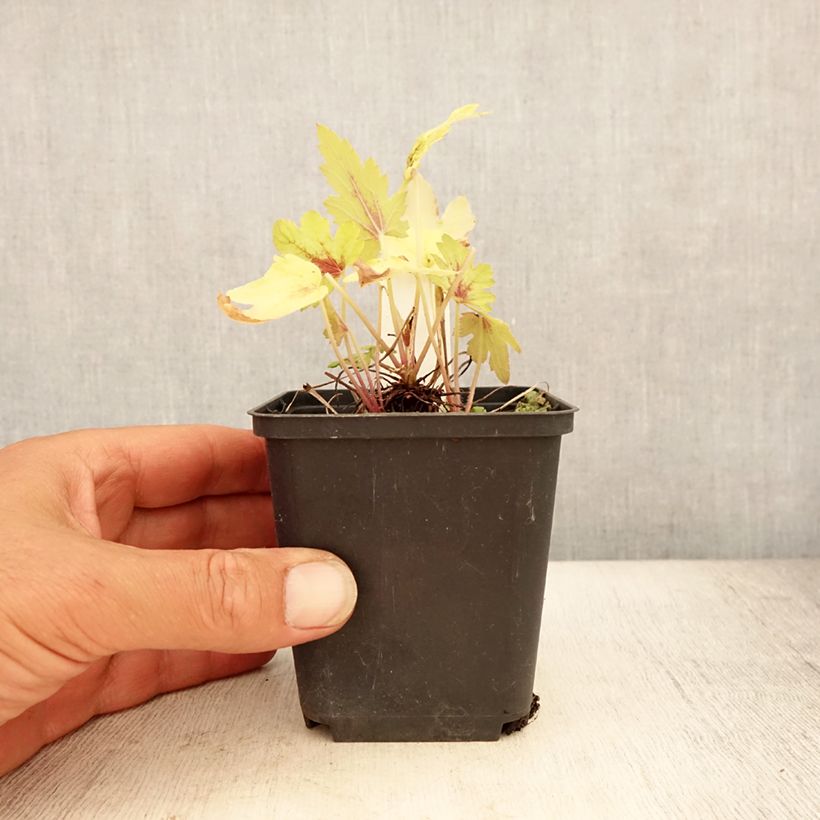 Ejemplar de Heucherella Eye Spy Maceta de 8/9 cm entregado en verano