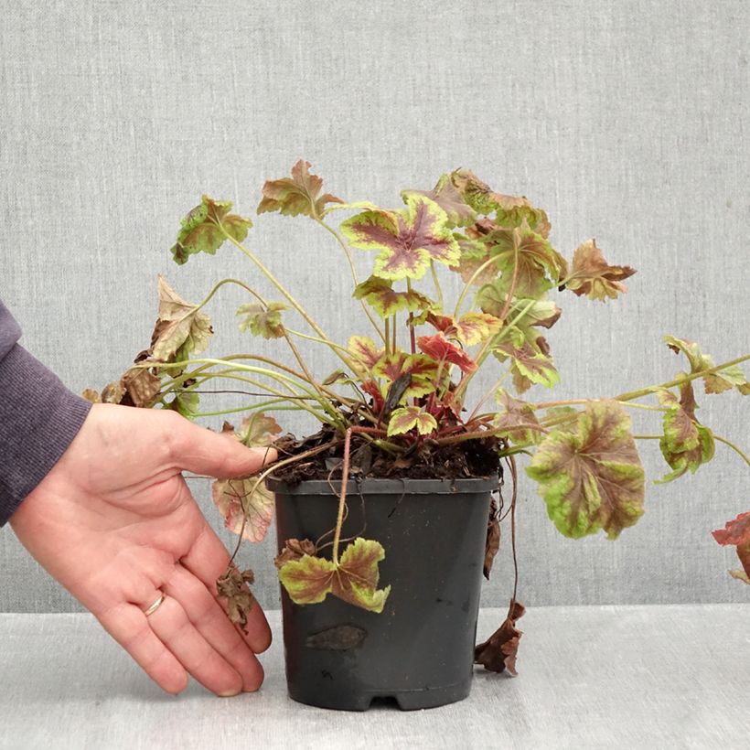 Ejemplar de Heucherella Golden Zebra Maceta 1,5L/2L entregado en otoño