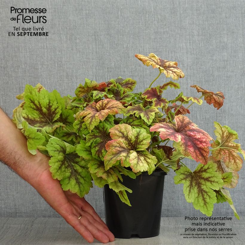 Ejemplar de Heucherella Golden Zebra Maceta 1,5L/2L entregado en verano