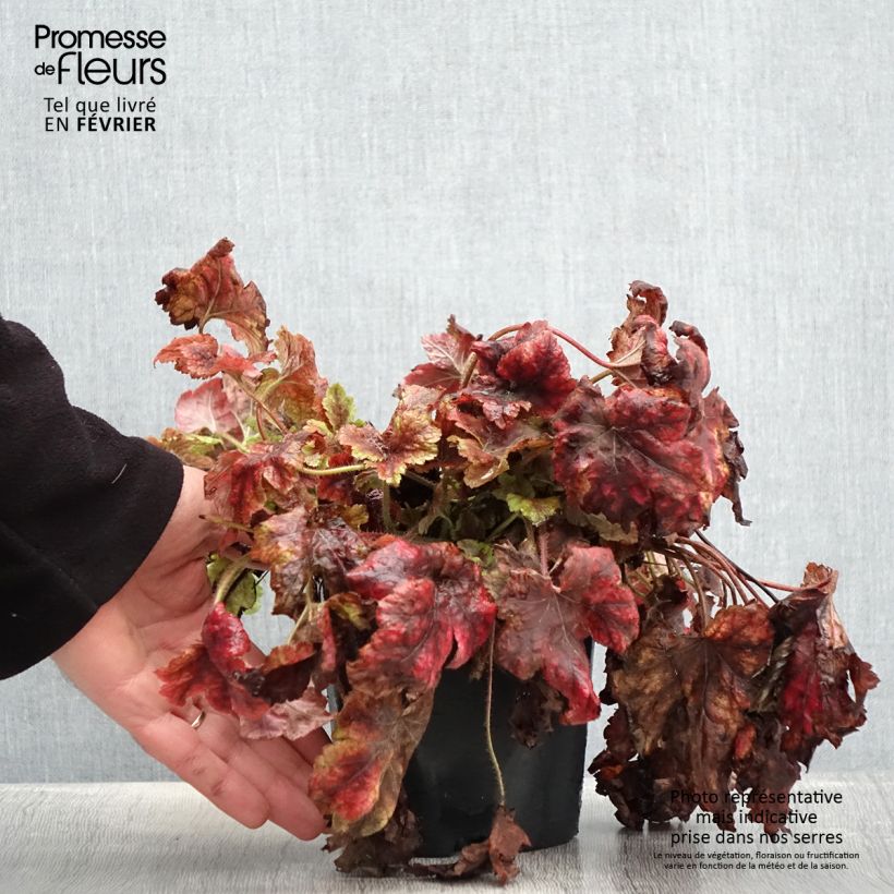 Heucherella Golden Zebra Maceta 1,5L/2L Ejemplar entregado en invierno
