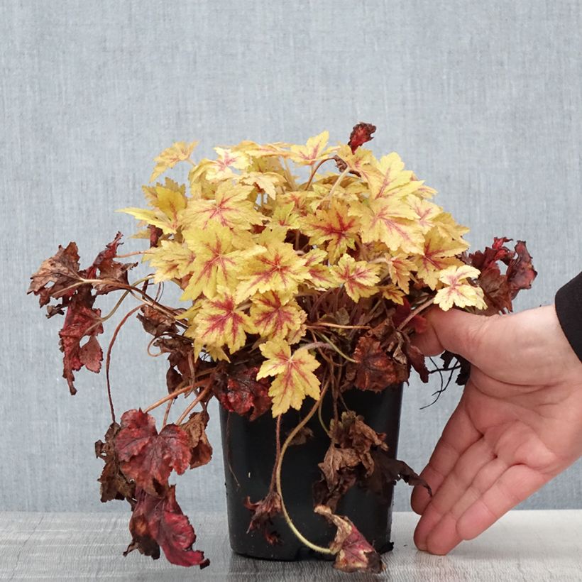 Heucherella Golden Zebra Maceta 1,5L/2L Ejemplar entregado en la primavera