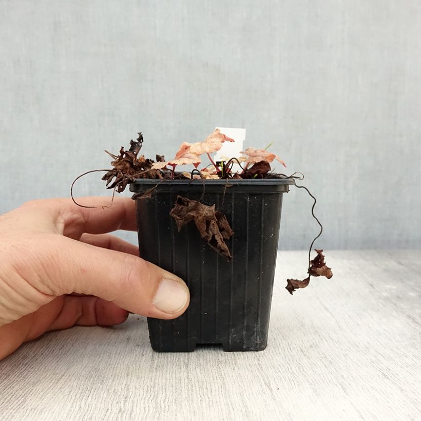 Ejemplar de Heucherella Honey Rose Maceta de 8/9 cm entregado en otoño