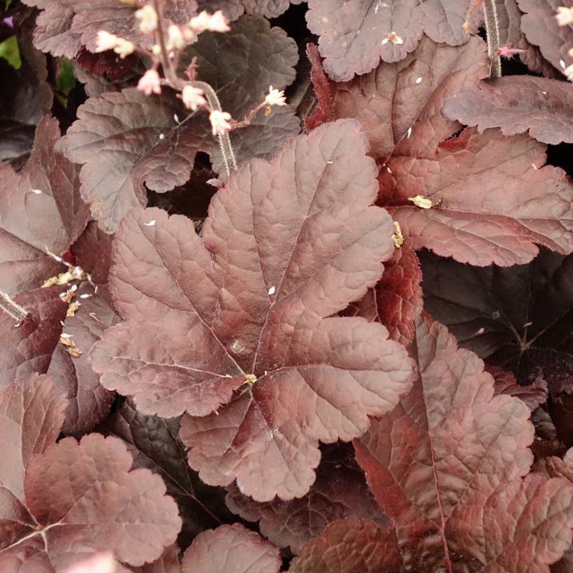 Heucherella Onyx (Follaje)