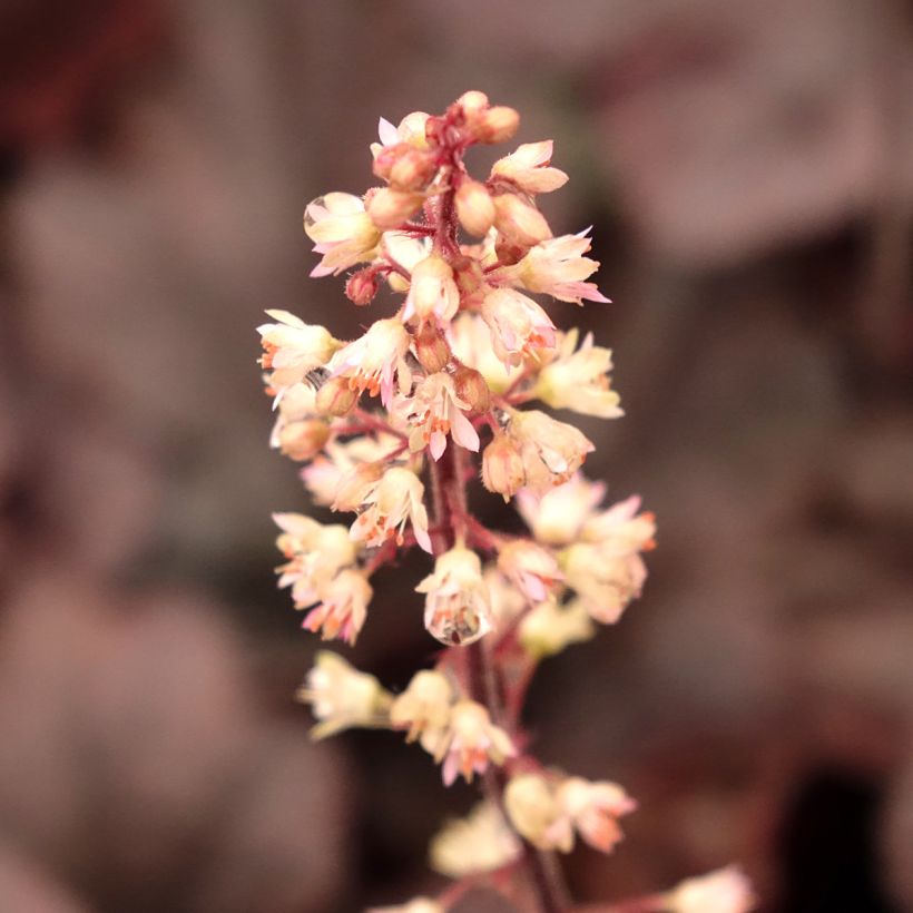 Heucherella Onyx (Floración)