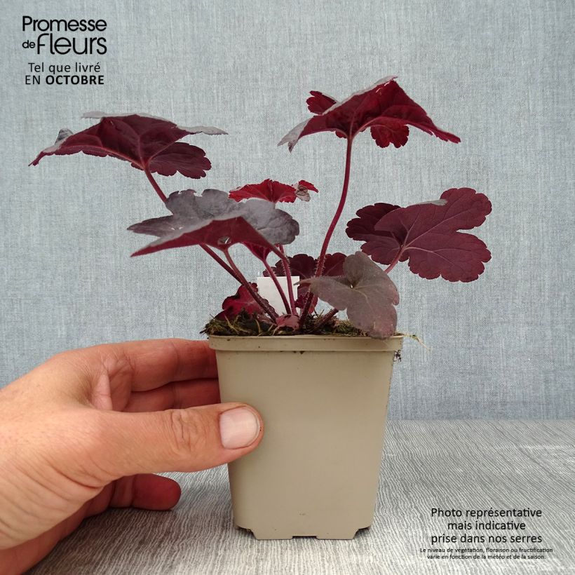 Ejemplar de Heucherella Onyx Maceta de 8/9 cm entregado en otoño